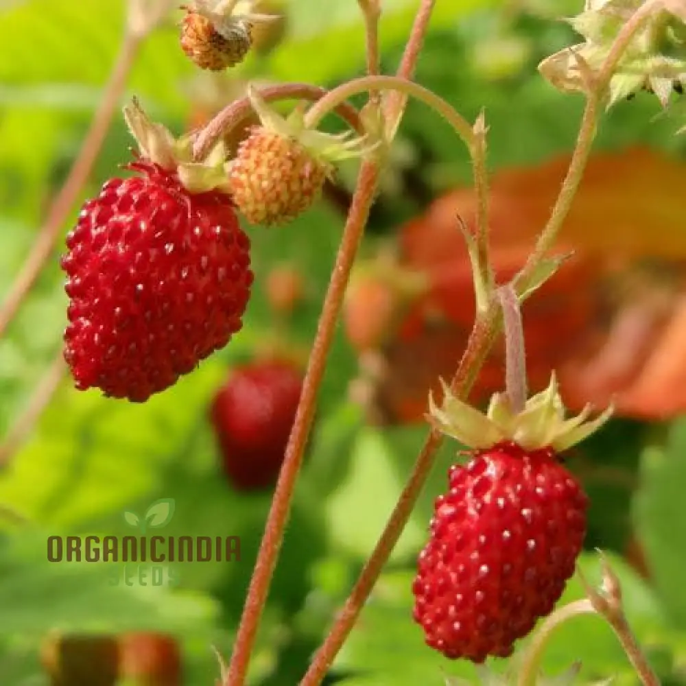 Golden Alexandria Strawberries Fruit Seeds for a Bountiful and Flavorful Addition to Your Garden