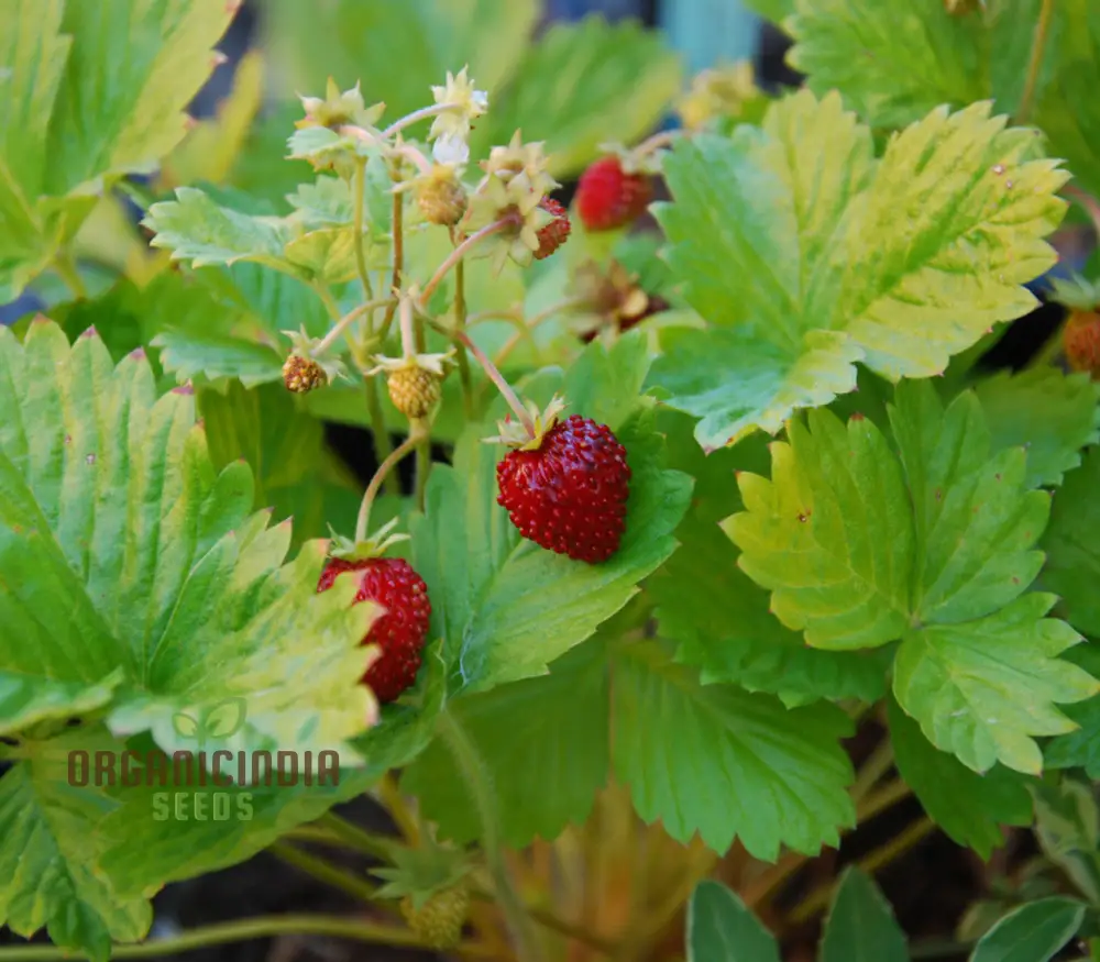 Golden Alexandria Strawberries Fruit Seeds for a Bountiful and Flavorful Addition to Your Garden - Image 3