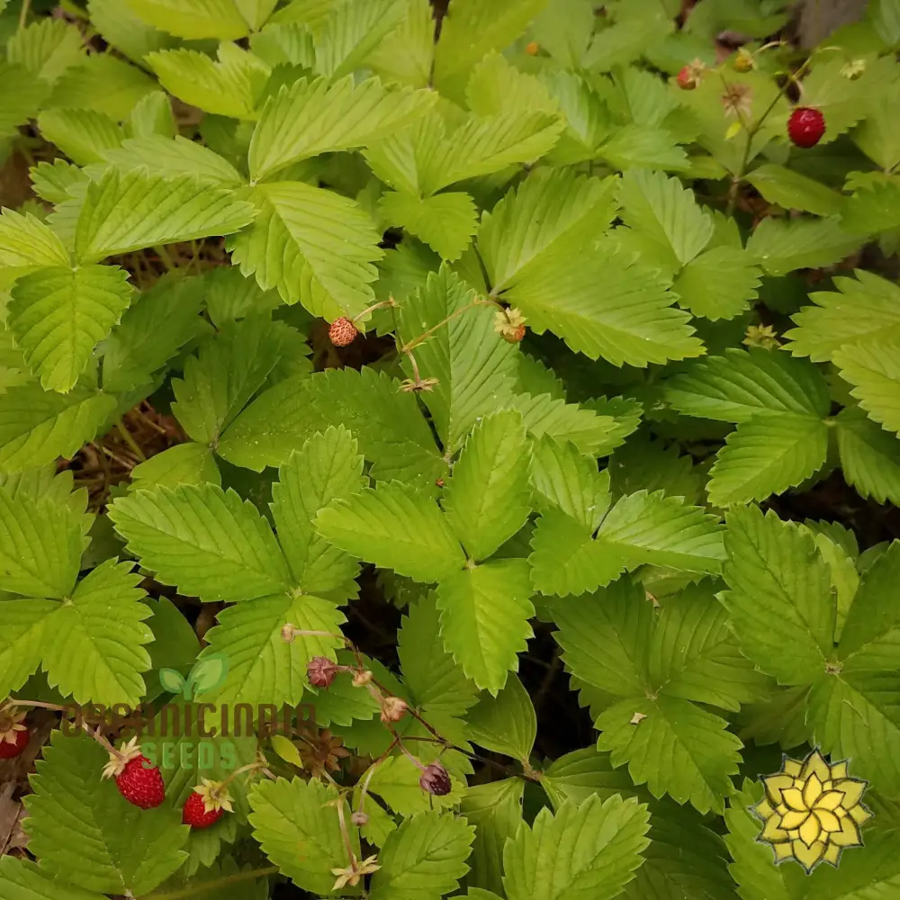 Golden Alexandria Strawberries Fruit Seeds for a Bountiful and Flavorful Addition to Your Garden - Image 4