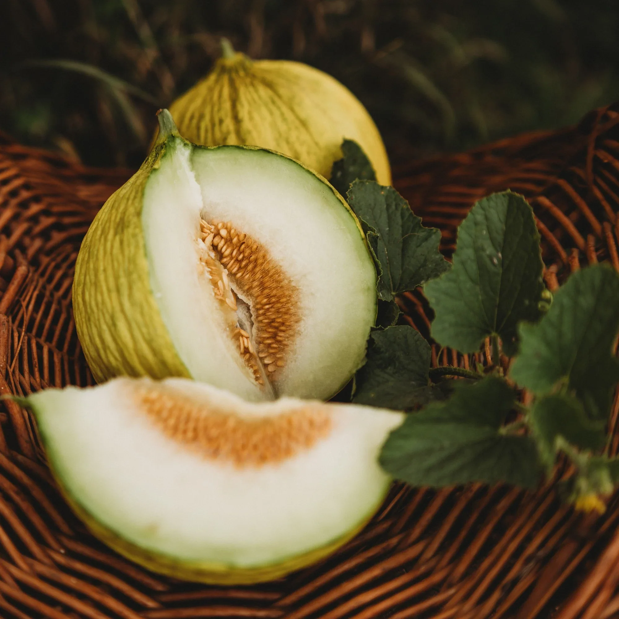 Golden Beauty Casaba Melon Seeds - Image 4