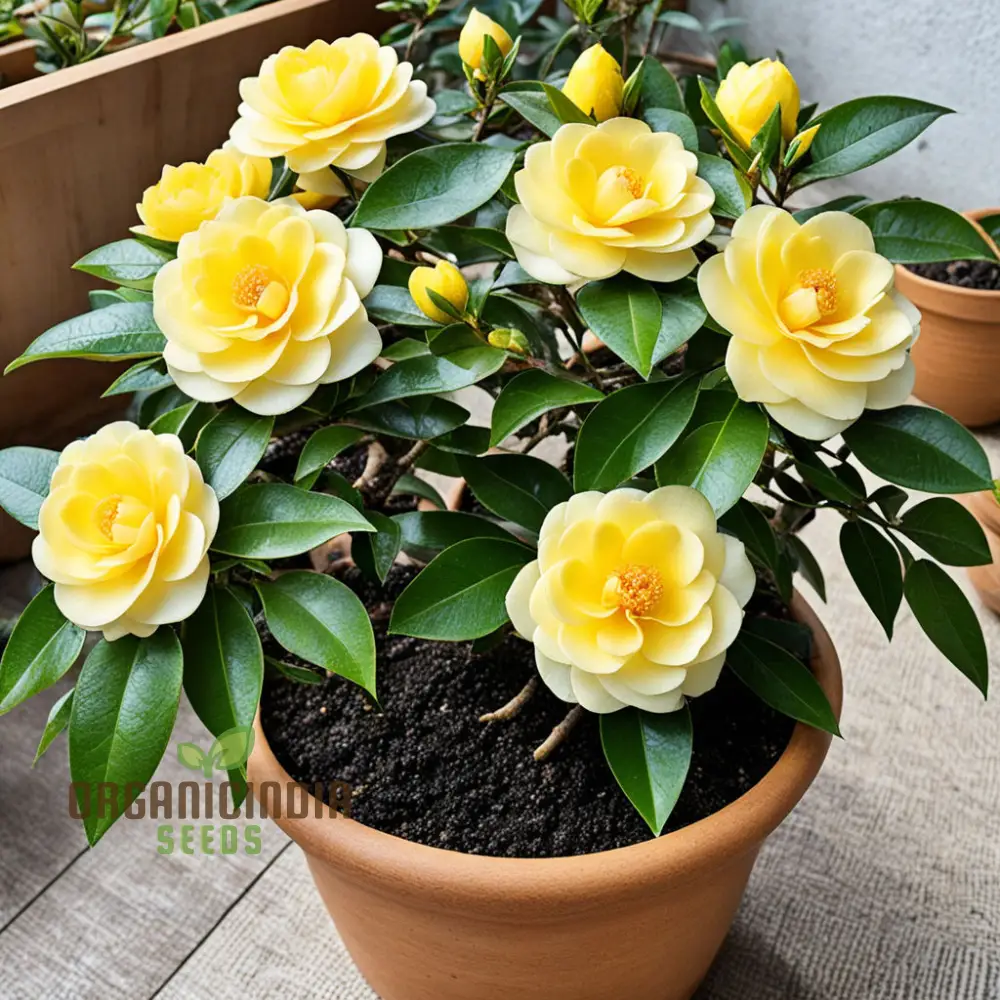 Rare Camellia japonica Golden Seeds - Exotic Beauty for Your Garden Sanctuary, Vibrant Blooms, High-Quality Seeds - Image 3