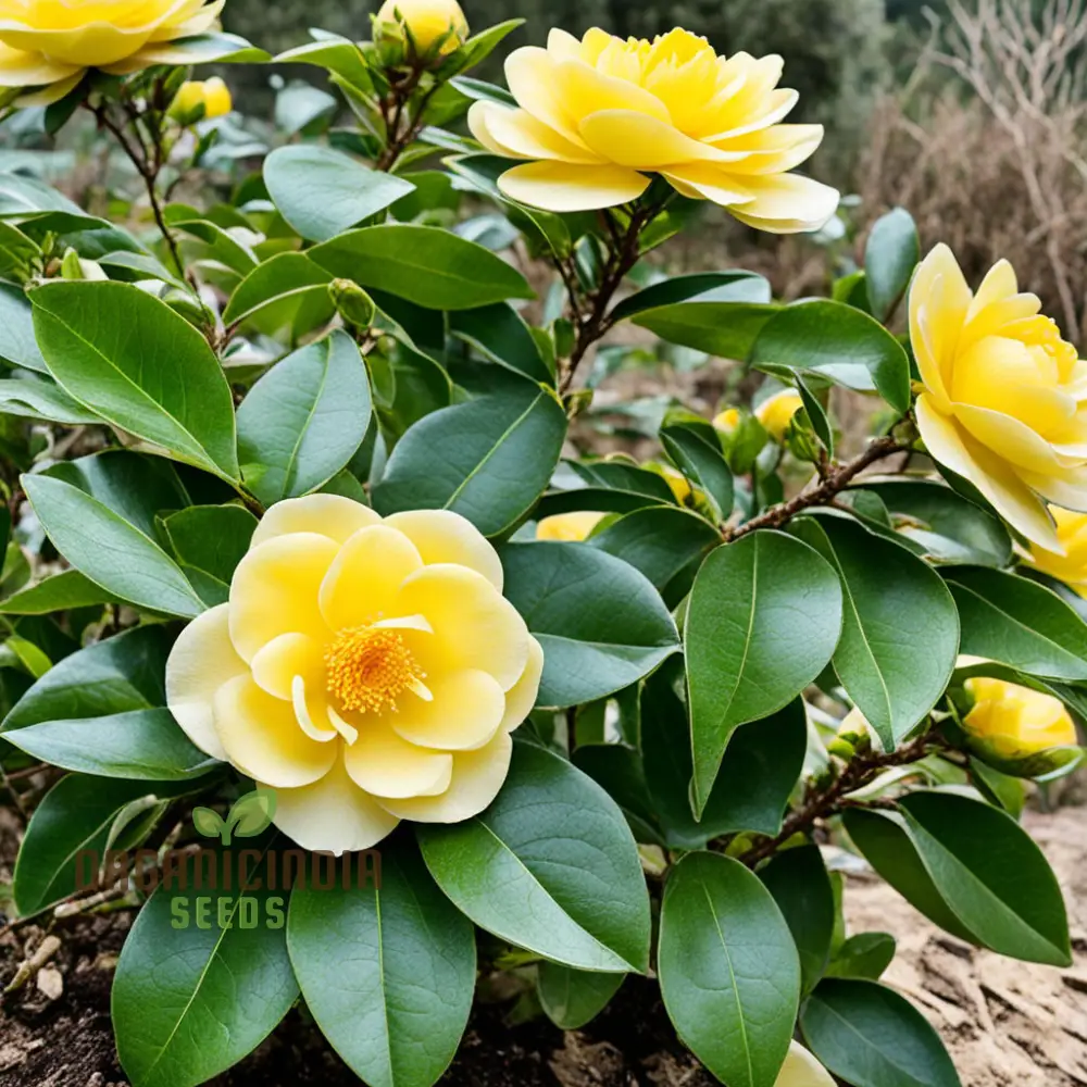 Rare Camellia japonica Golden Seeds - Exotic Beauty for Your Garden Sanctuary, Vibrant Blooms, High-Quality Seeds - Image 4