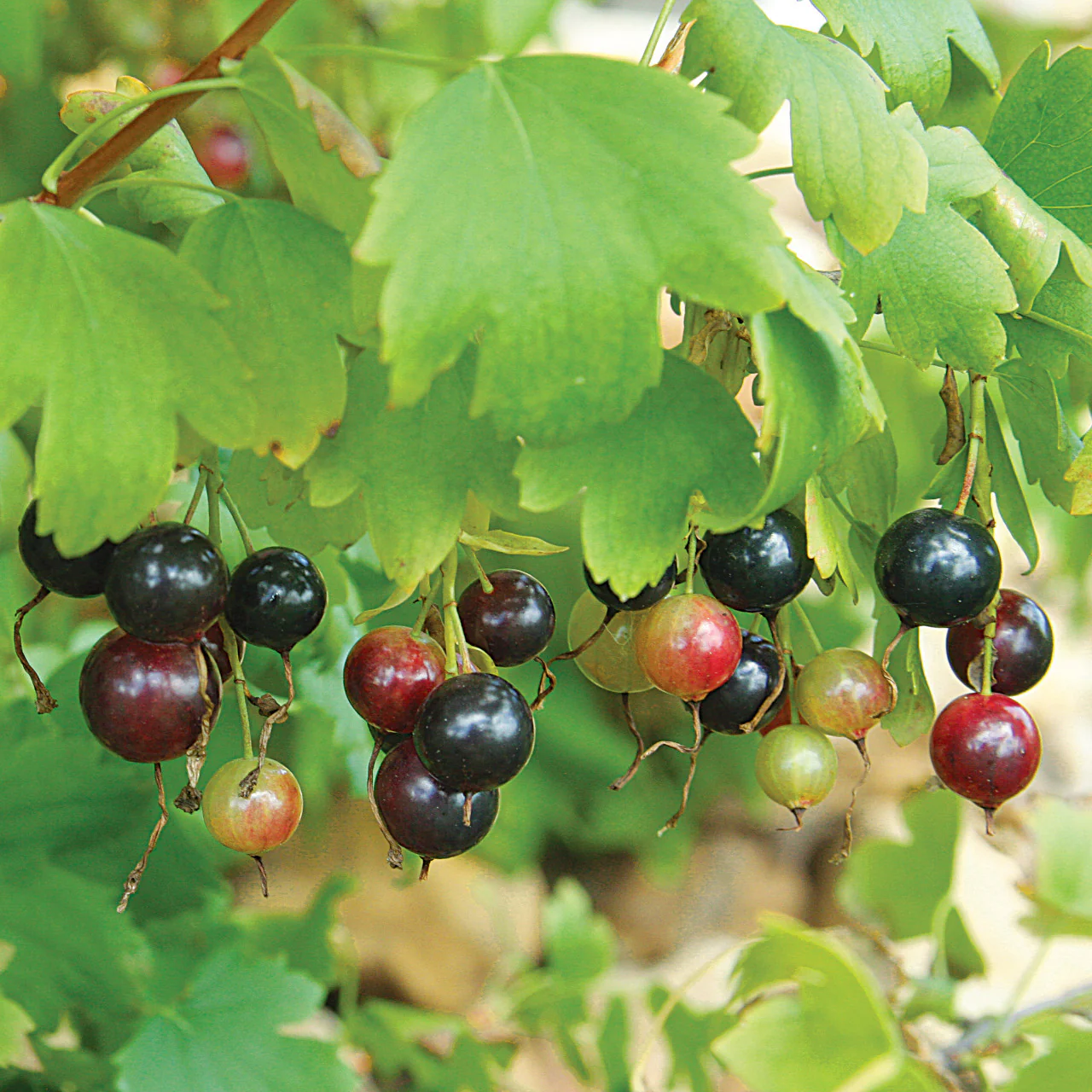 Golden Currant Shrub Seeds