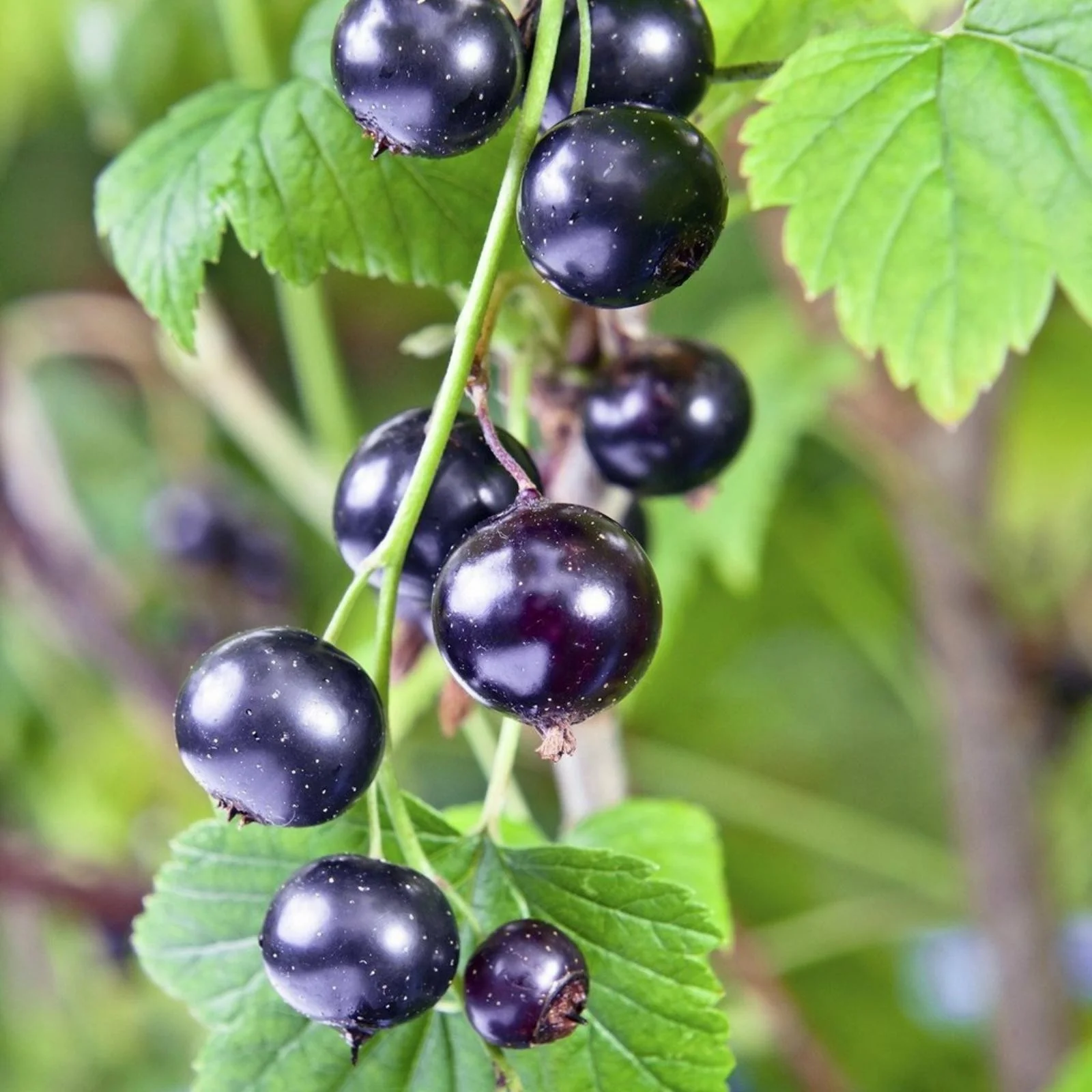 Golden Currant Shrub Seeds - Image 3