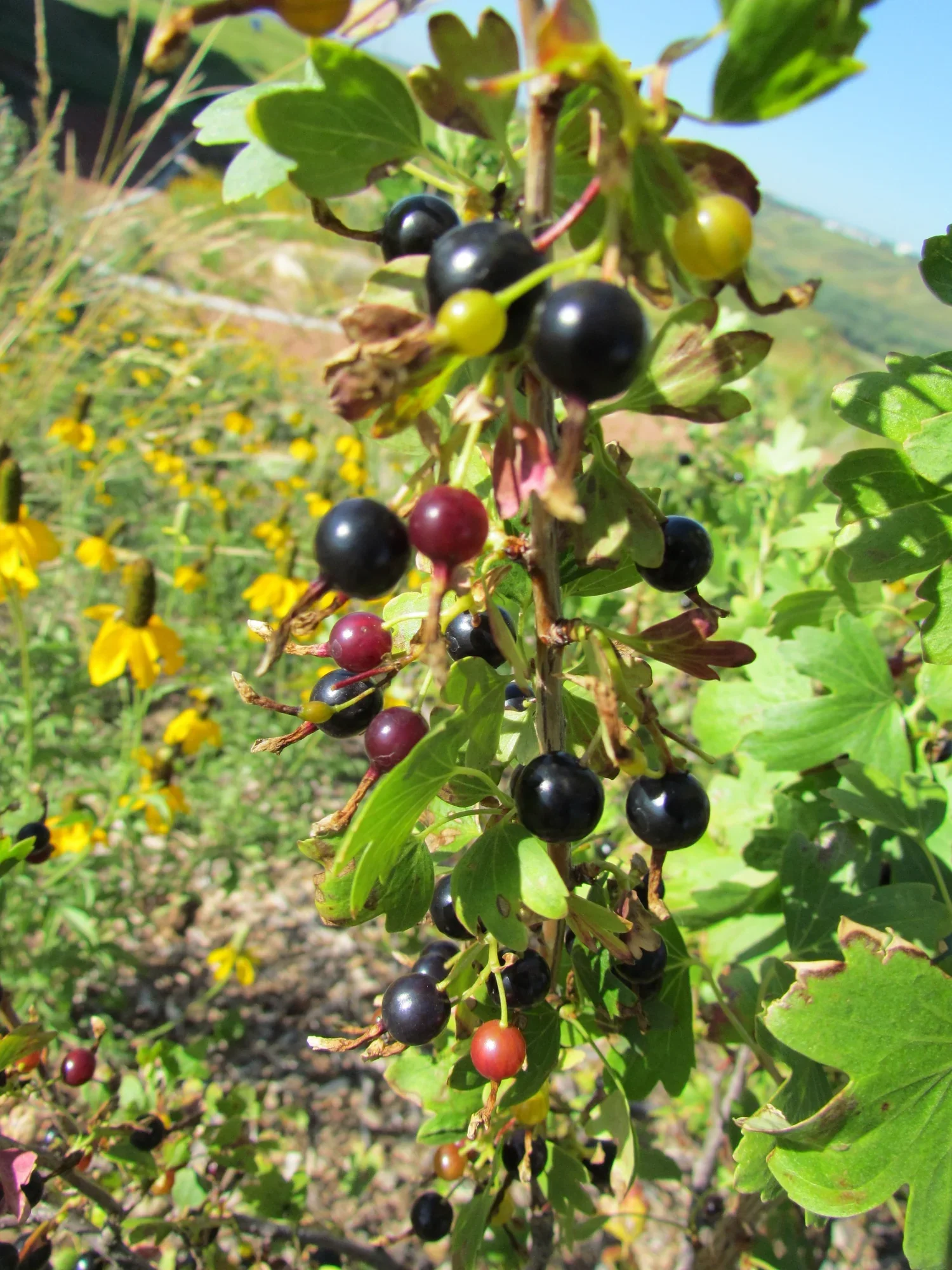 Golden Currant Shrub Seeds - Image 4