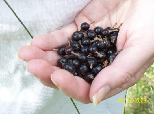 Golden Currant Shrub Seeds - Image 5