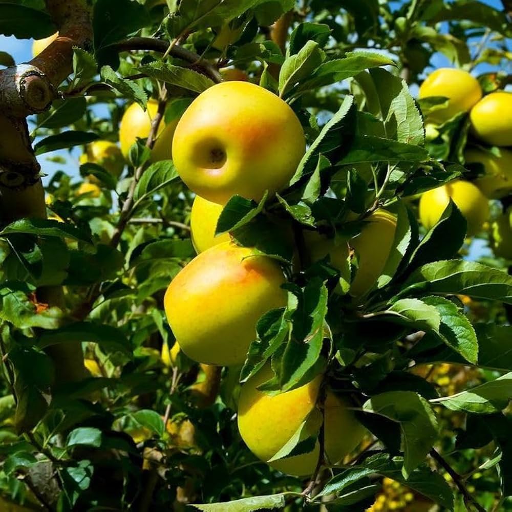 Golden Delicious Apple Seeds for Planting
