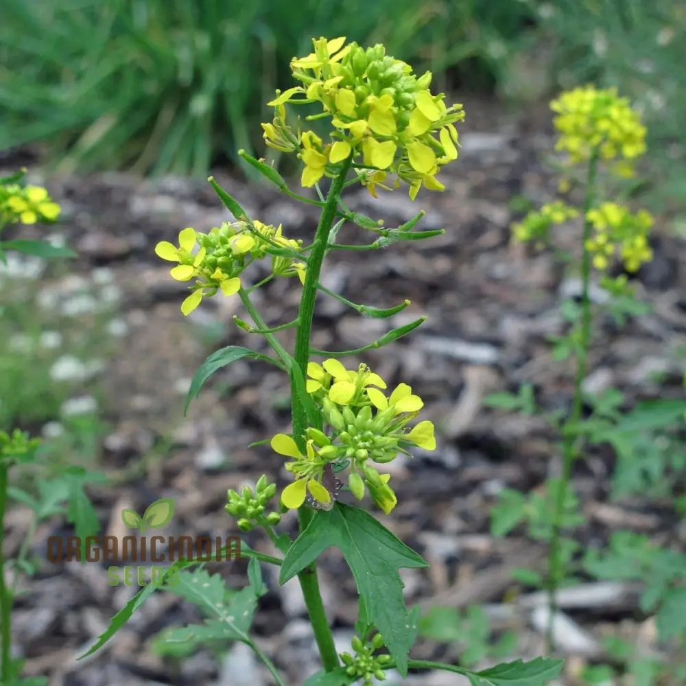 Brown Whole Mustard Vegetable Seeds for Planting - Ideal for Gardening Enthusiasts