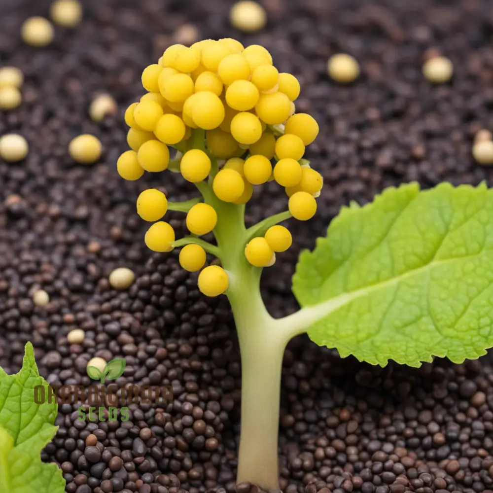Brown Whole Mustard Vegetable Seeds for Planting - Ideal for Gardening Enthusiasts - Image 3