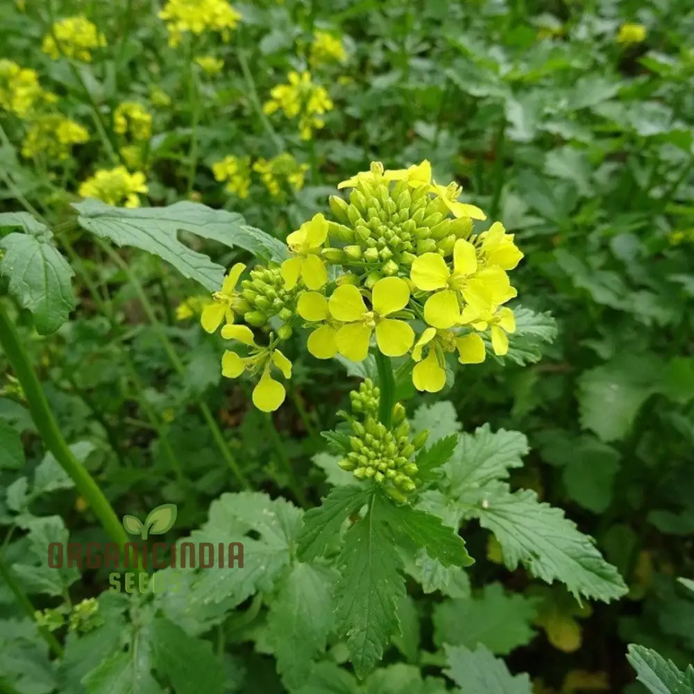 Brown Whole Mustard Vegetable Seeds for Planting - Ideal for Gardening Enthusiasts - Image 4