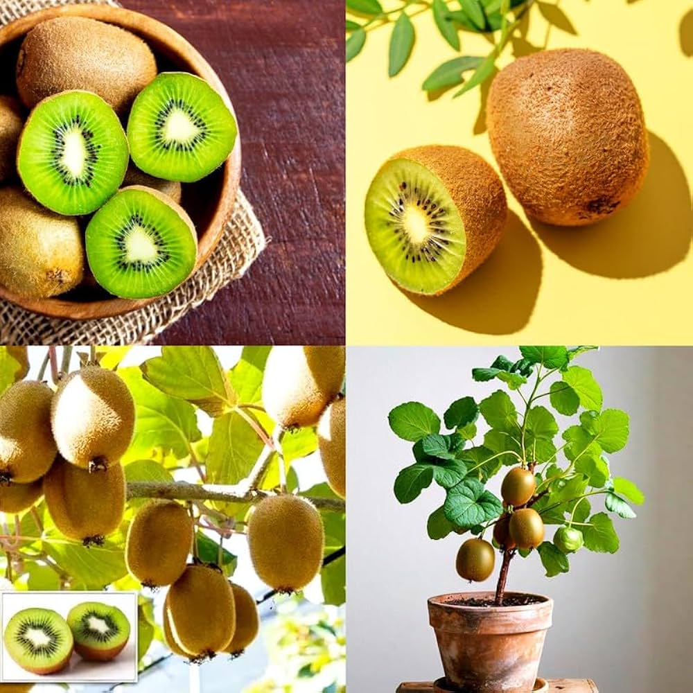 Golden Kiwi Fruit Seeds - Image 3