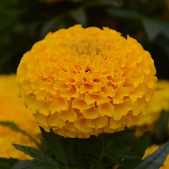 Golden Marigold Flower Seeds, Radiant Blooms for Gardens and Landscaping - Image 3
