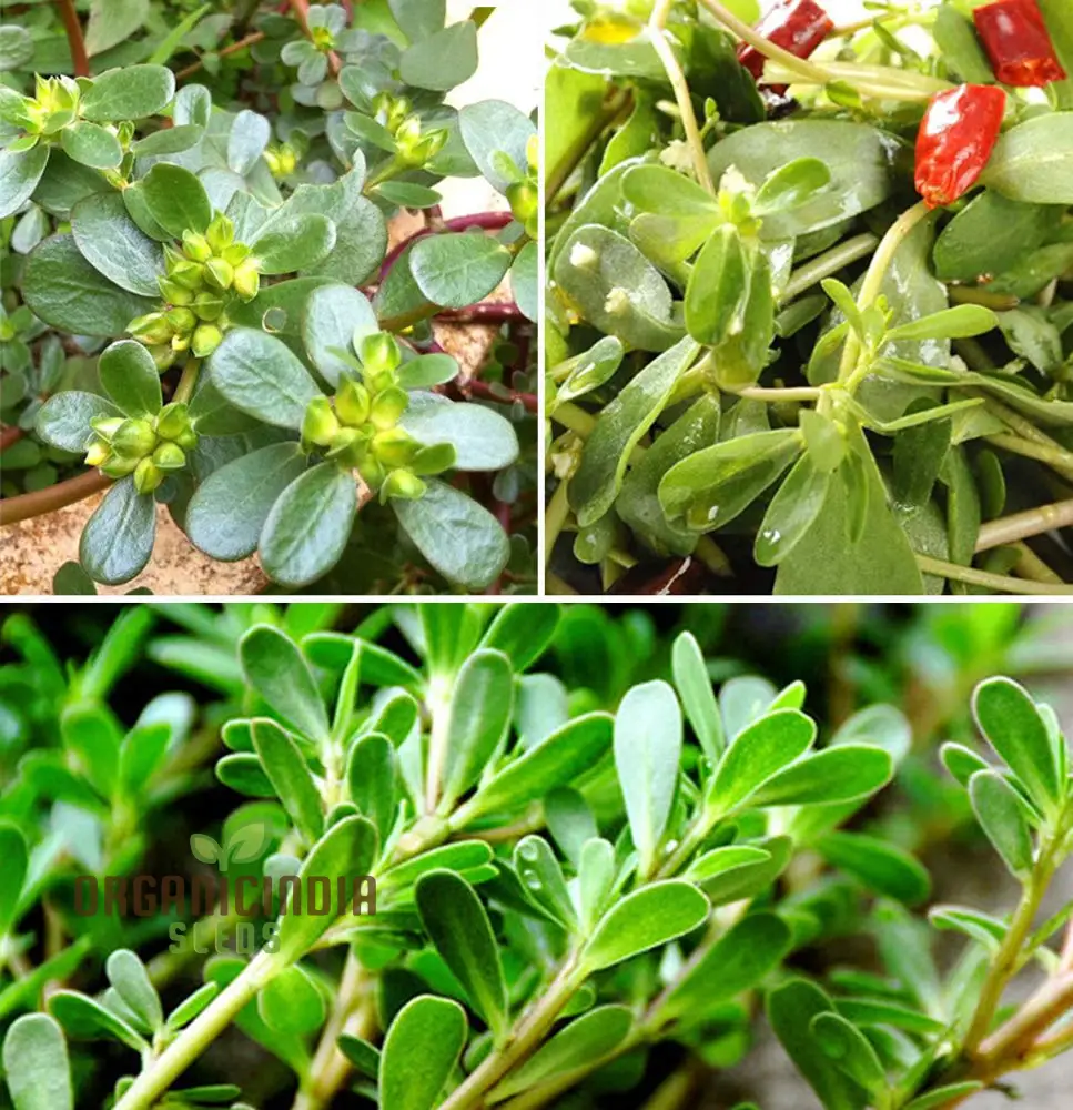 Golden Purslane Seeds for Lush Gardening Enthusiasts: Premium Quality Heirloom Plant Seeds