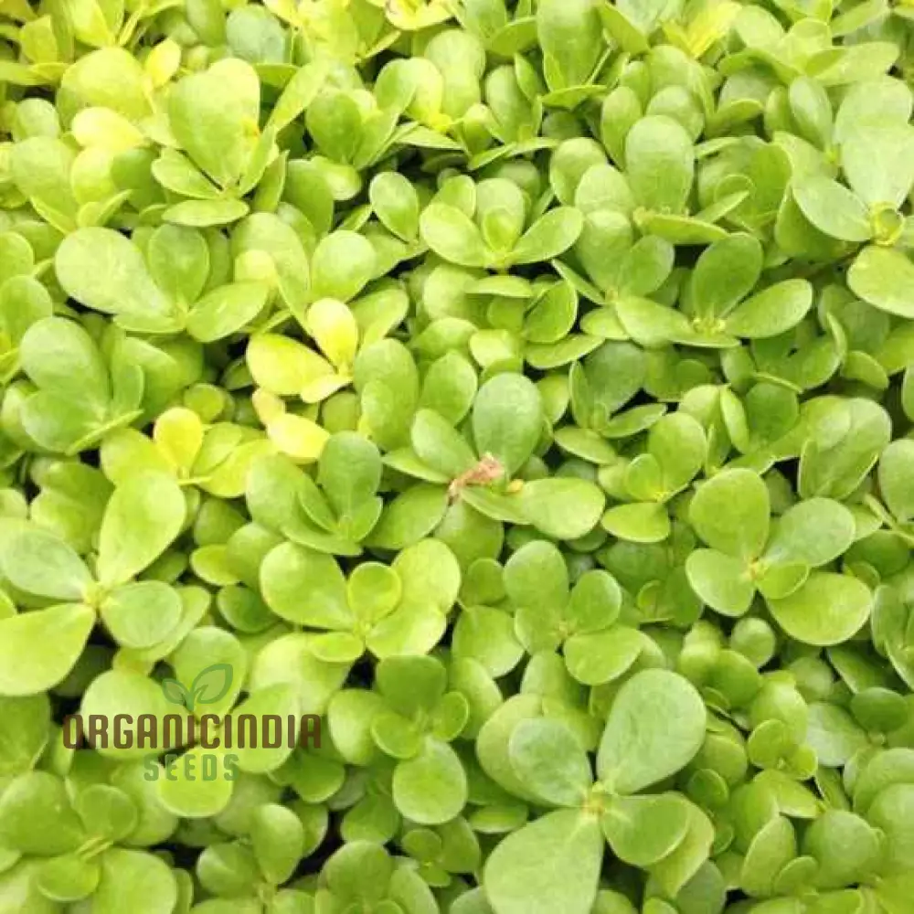 Golden Purslane Seeds for Lush Gardening Enthusiasts: Premium Quality Heirloom Plant Seeds - Image 3
