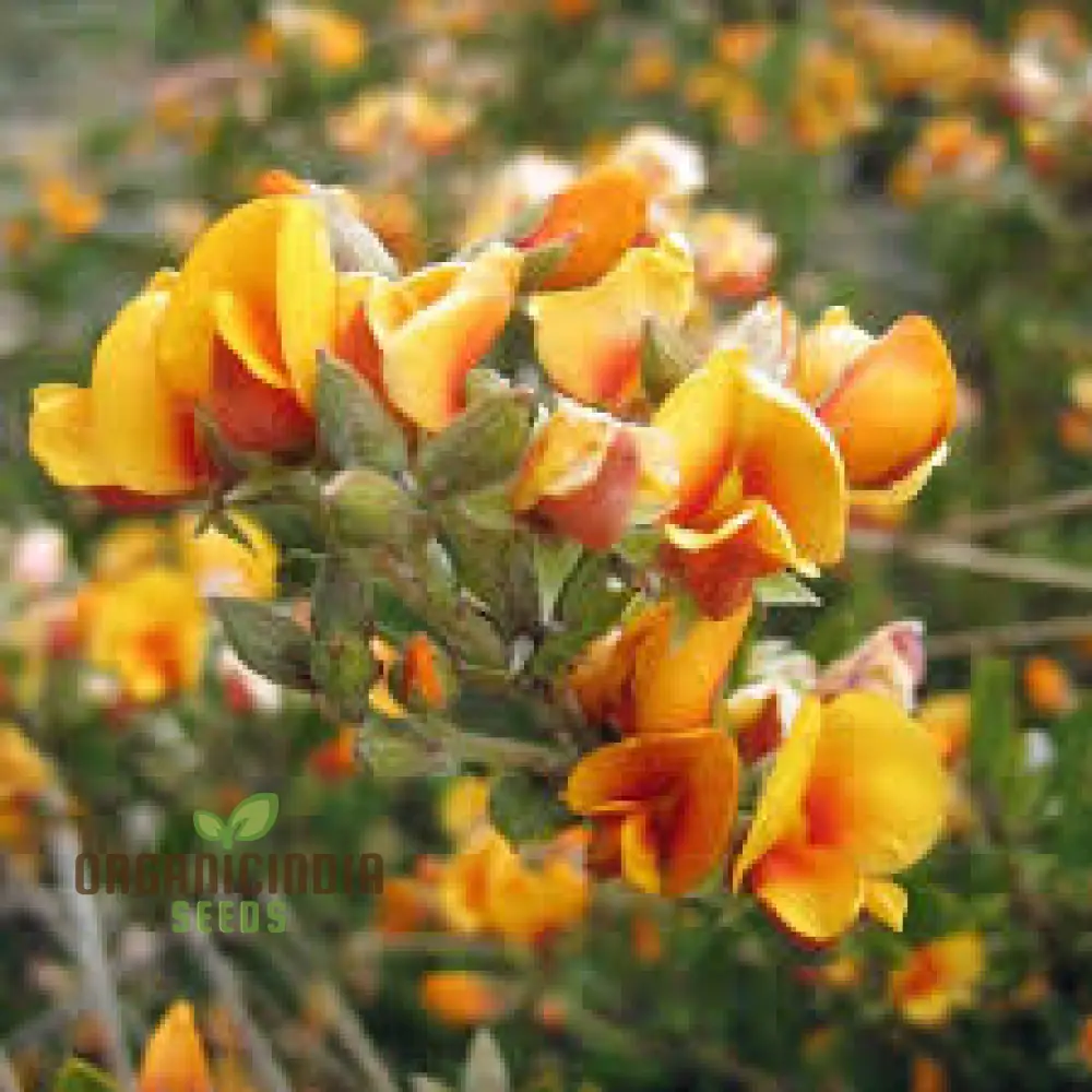 Golden Rosemary Wildflower Seeds for Gardening Enthusiasts | Premium Quality Seeds for Beautiful Gardens