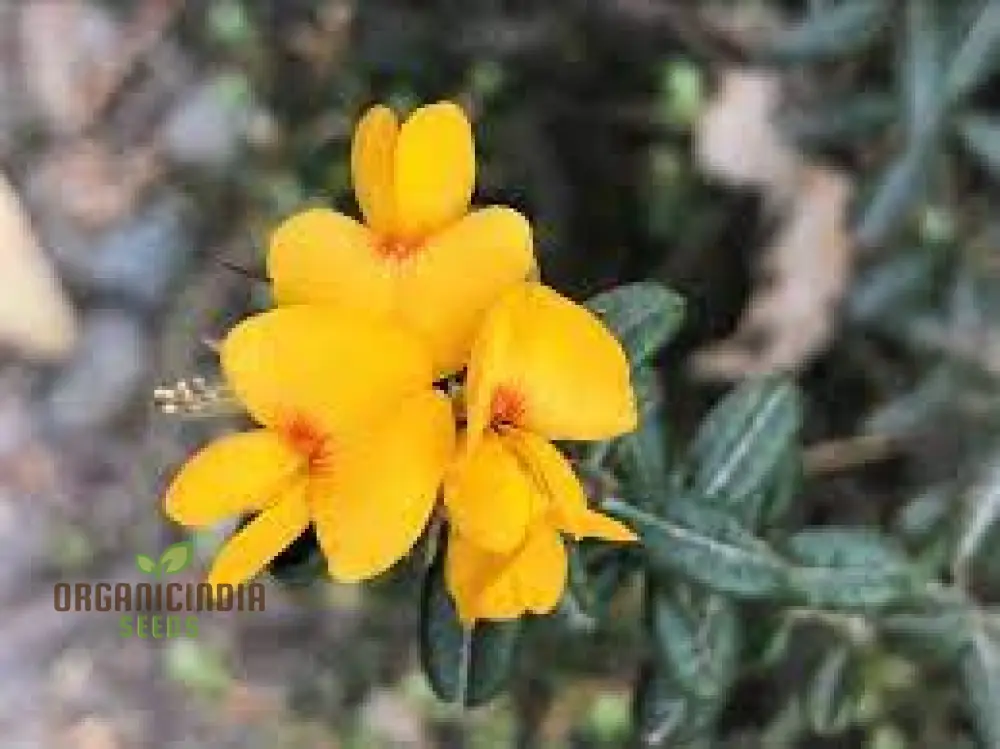 Golden Rosemary Wildflower Seeds for Gardening Enthusiasts | Premium Quality Seeds for Beautiful Gardens - Image 3