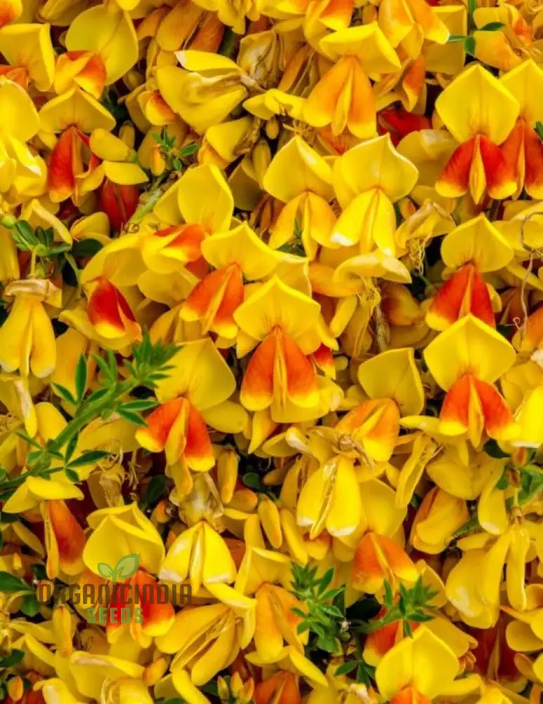 Golden Rosemary Wildflower Seeds for Gardening Enthusiasts | Premium Quality Seeds for Beautiful Gardens - Image 4