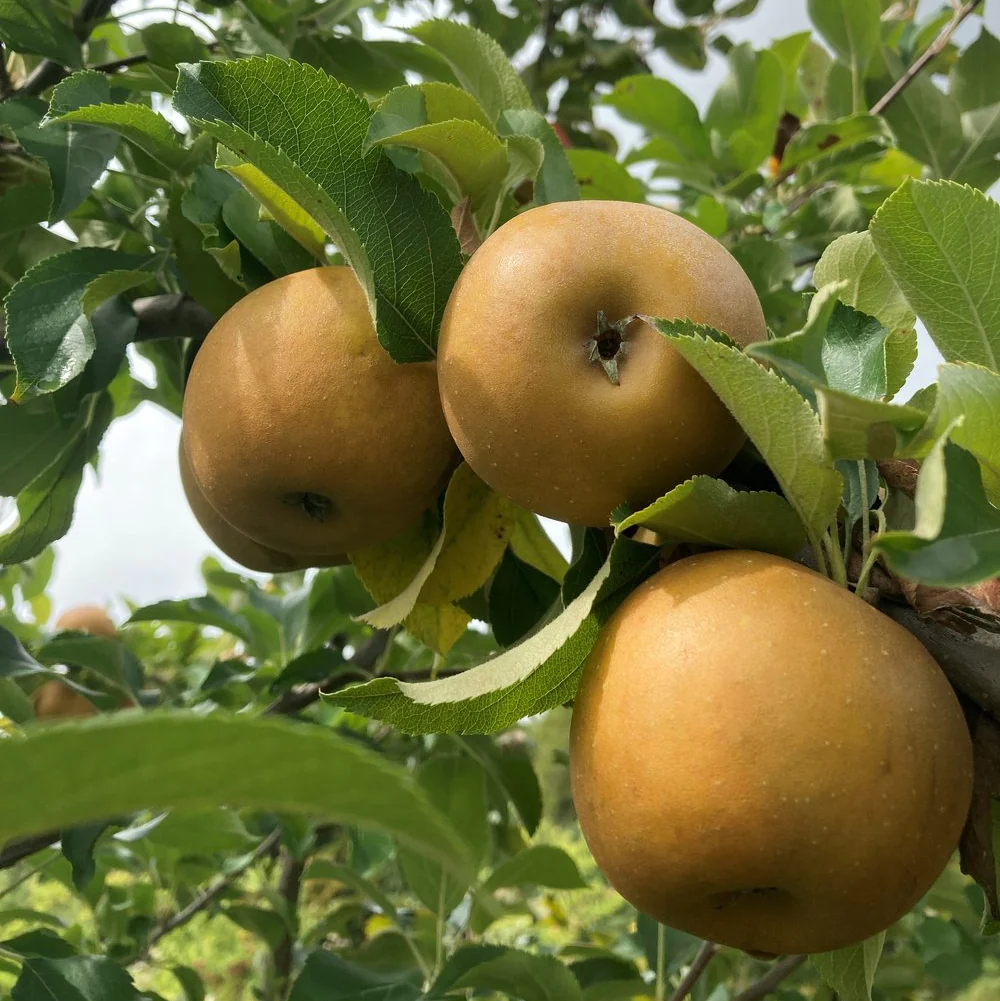 Golden Russet Apple Seeds for Planting – Sweet, Crisp & Aromatic Heirloom Apples