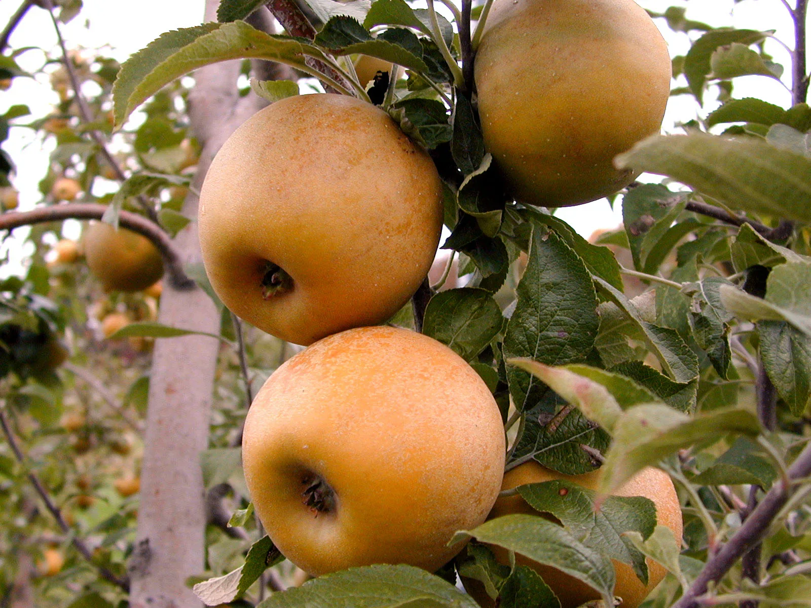 Golden Russet Apple Seeds for Planting – Sweet, Crisp & Aromatic Heirloom Apples - Image 3