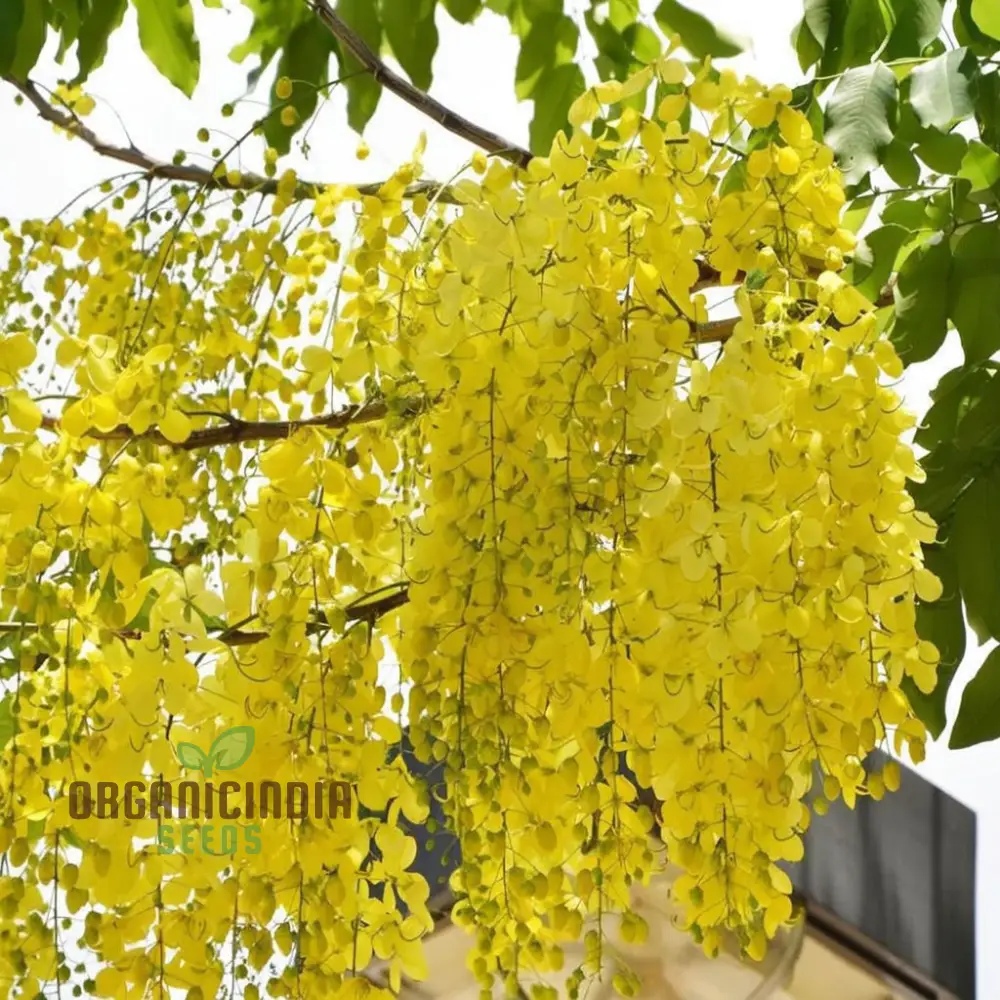 Golden Shower Plant Seeds, Vibrant Blooms, Easy Growing from Seeds, Perfect for Garden