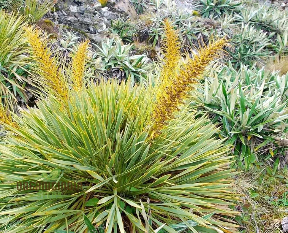 Golden Spaniard Spear Seeds, Brighten Your Garden with Elegance