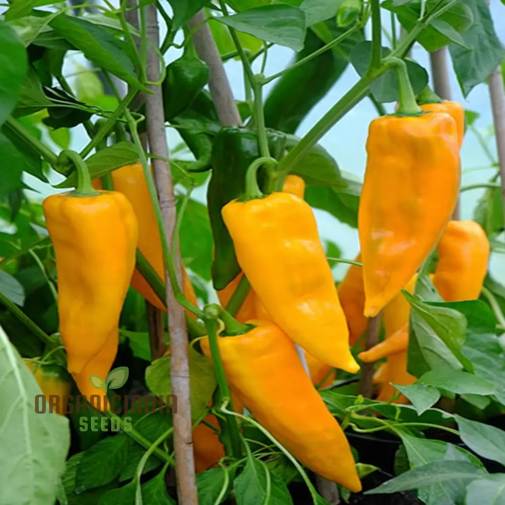 Golden Sweetness: Planting and Growing Organic Corno Di Toro Giallo Peppers for a Vibrant and Flavorful Vegetable Garden