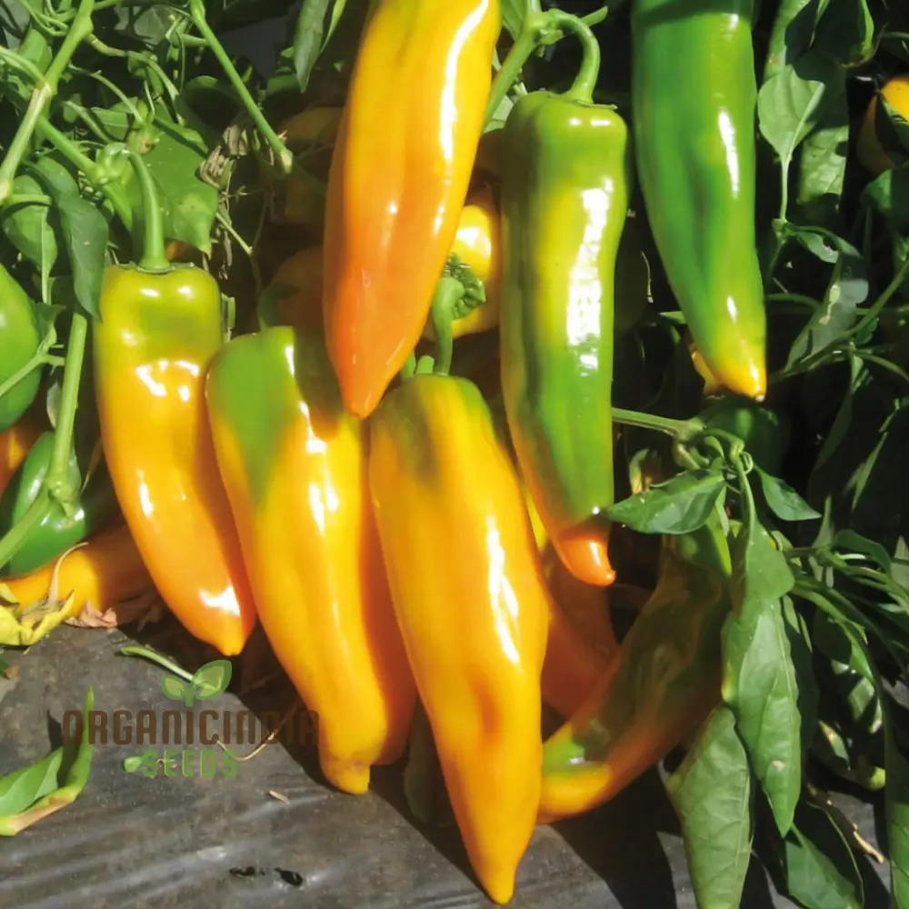 Golden Sweetness: Planting and Growing Organic Corno Di Toro Giallo Peppers for a Vibrant and Flavorful Vegetable Garden - Image 4