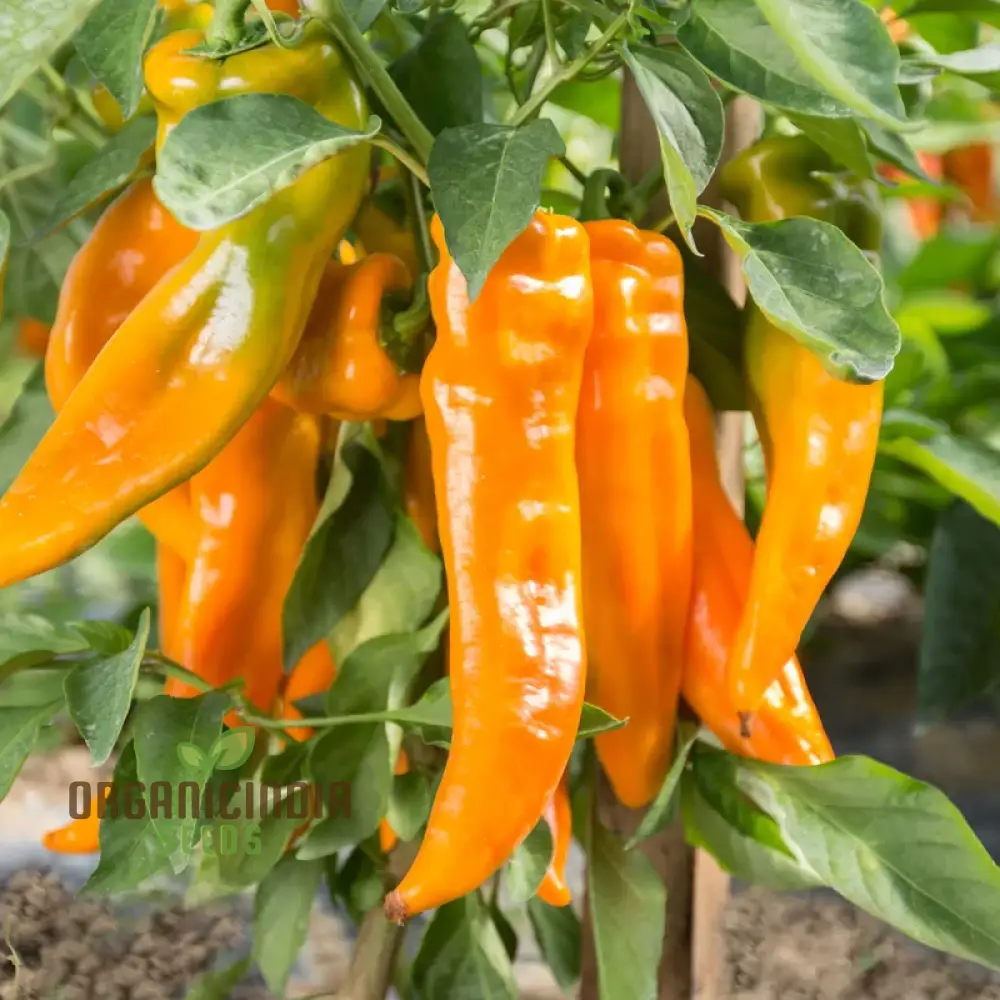 Golden Treasure Pepper Seeds (Capsicum Annuum) - Add a Touch of Gold to Your Garden and Cooking Adventures