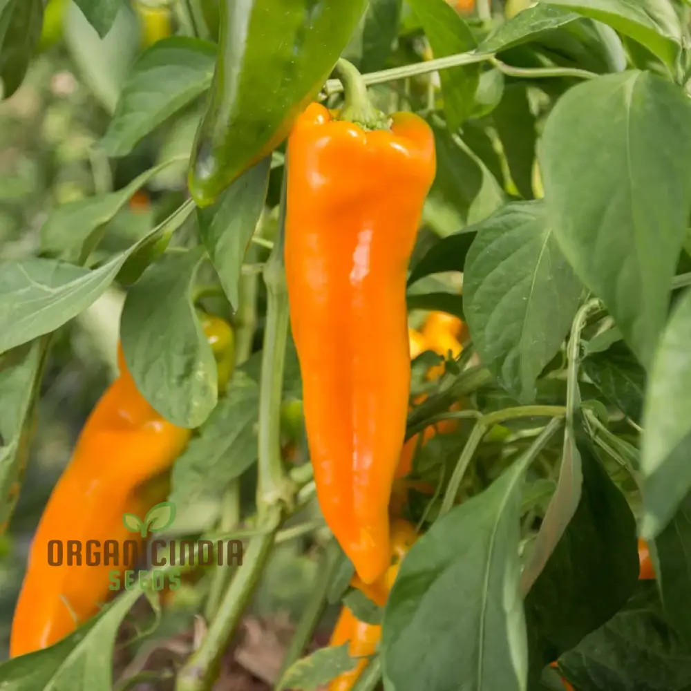 Golden Treasure Pepper Seeds (Capsicum Annuum) - Add a Touch of Gold to Your Garden and Cooking Adventures - Image 3