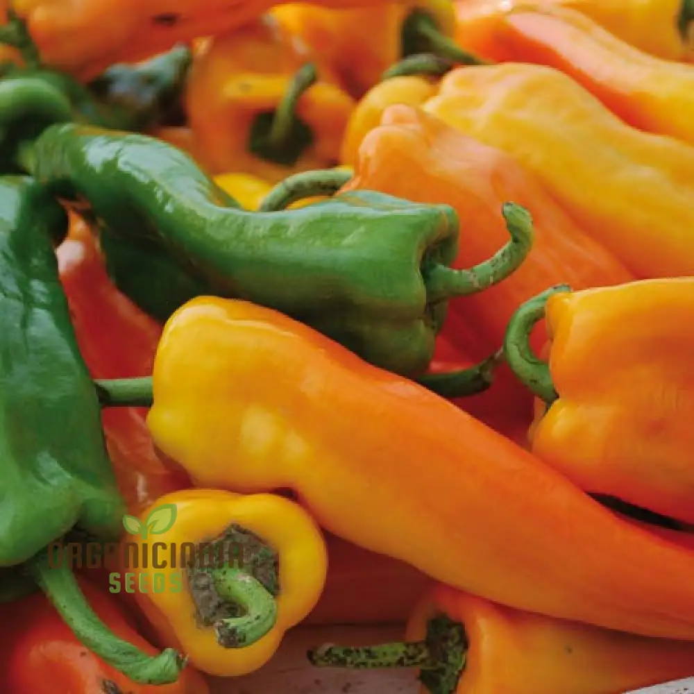 Golden Treasure Pepper Seeds (Capsicum Annuum) - Add a Touch of Gold to Your Garden and Cooking Adventures - Image 4