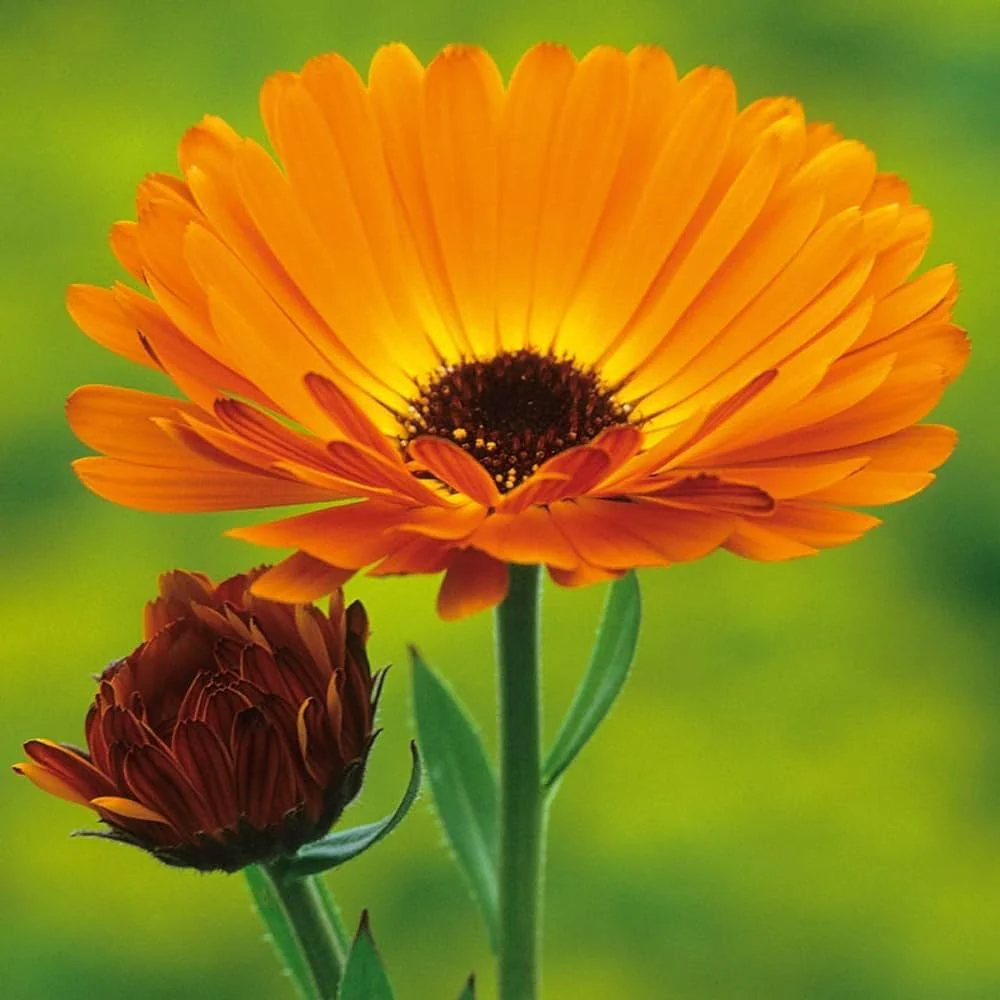 Golden Yellow Calendula Flower Seeds , Radiant Blooms, Non-GMO