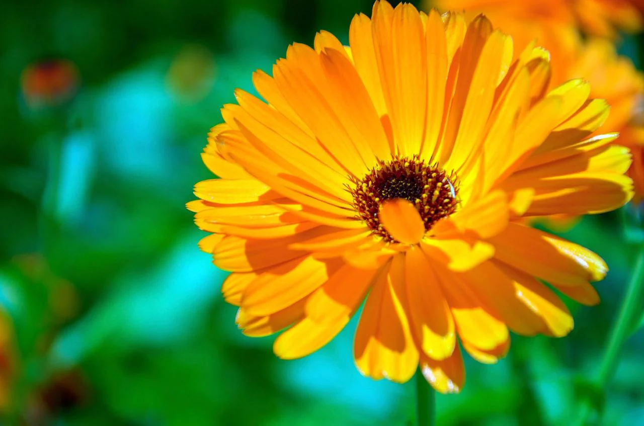 Golden Yellow Calendula Flower Seeds , Radiant Blooms, Non-GMO - Image 2