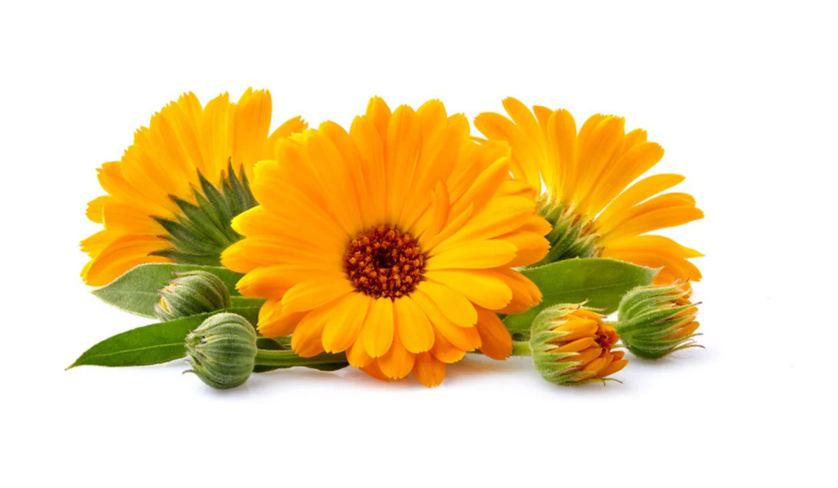 Golden Yellow Calendula Flower Seeds , Radiant Blooms, Non-GMO - Image 3