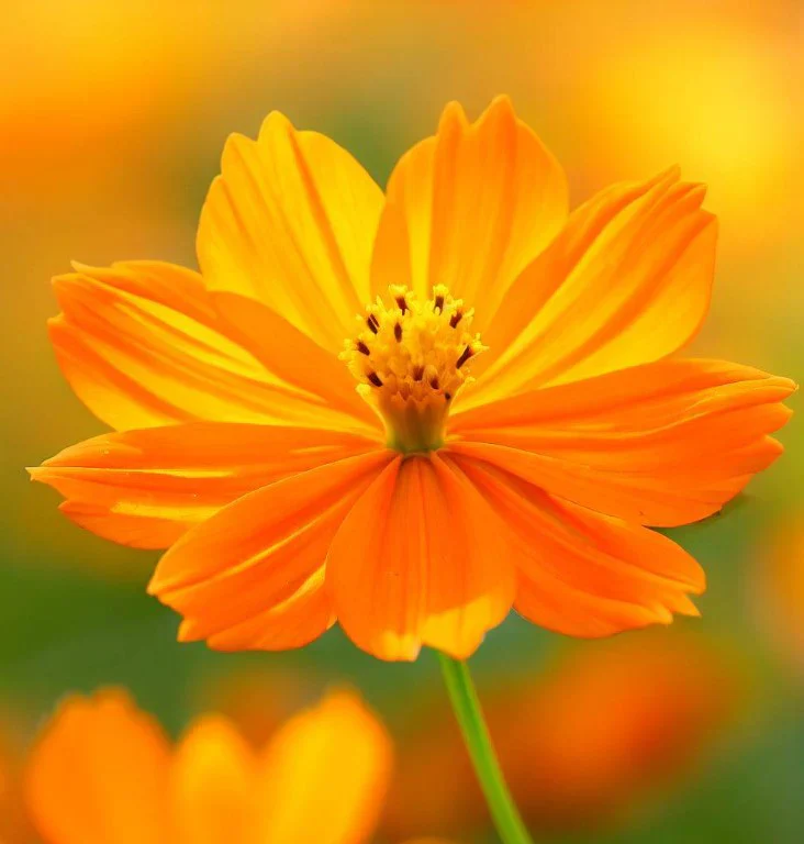 Golden Yellow Cosmos Flower Seeds , Radiant Blooms for a Lively Garden - Image 2