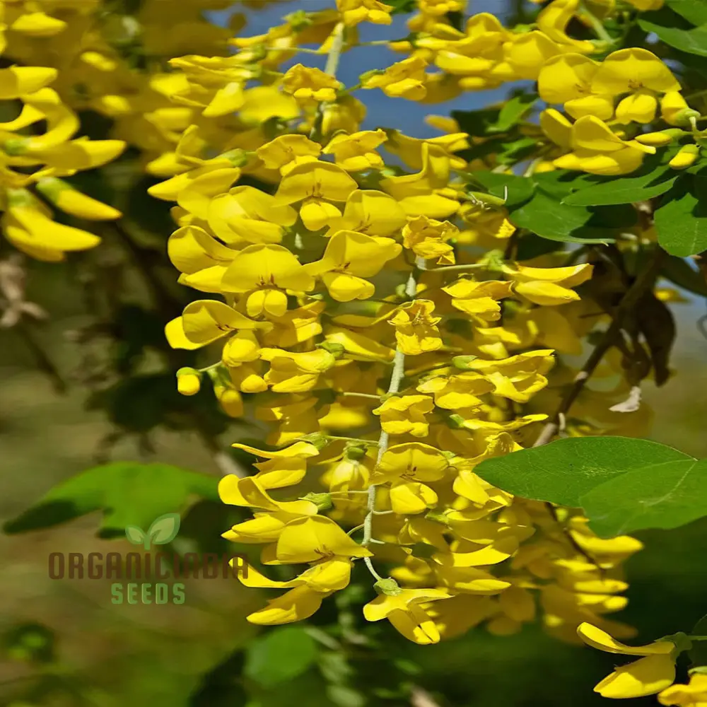 Golden Yellow Laburnum flowers Tree Seeds for Planting, Spectacular Cascading Blooms