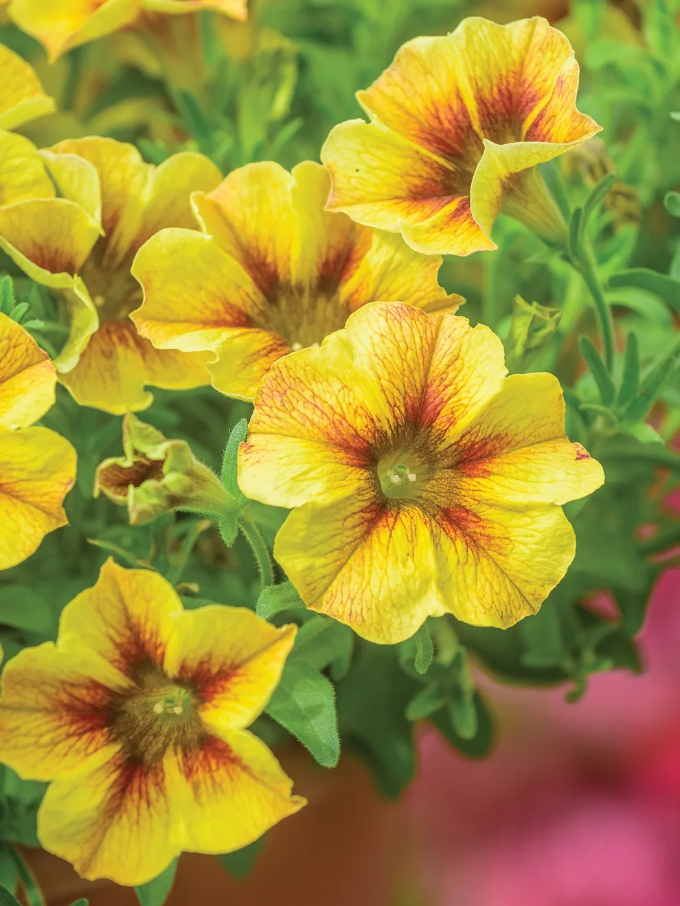 Golden Yellow Petunia Seeds – Bright, Cheerful Blooms for Gardens & Containers - Image 2