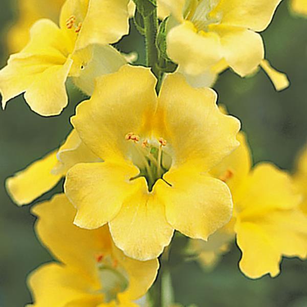 Golden Yellow Snapdragon Flower Seeds – Radiant Blooms for Vibrant Gardens - Image 2