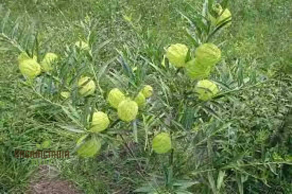 Gomphocarpus Physocarpus Seeds for Unique Gardening - Ideal for Garden Enthusiasts Looking to Add Unusual and Attractive Plants to Their Collection