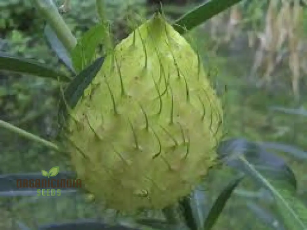 Gomphocarpus Physocarpus Seeds for Unique Gardening - Ideal for Garden Enthusiasts Looking to Add Unusual and Attractive Plants to Their Collection - Image 3