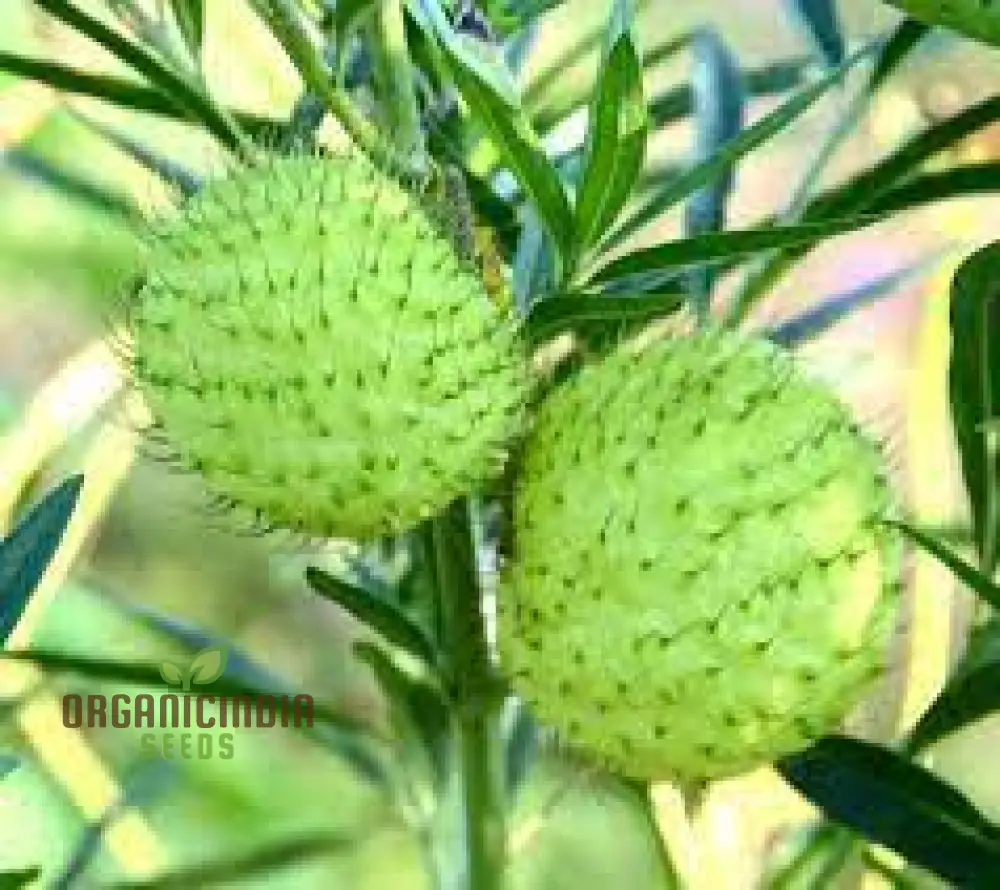 Gomphocarpus Physocarpus Seeds for Unique Gardening - Ideal for Garden Enthusiasts Looking to Add Unusual and Attractive Plants to Their Collection - Image 4