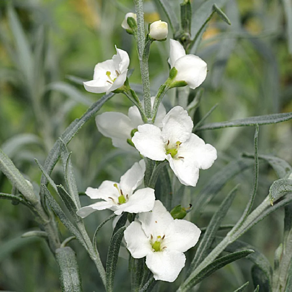 Gomphostigma Virgatum 'White Candy' Seeds For Planting- Ideal for Gardening Enthusiasts Seeking Pristine White Blooms