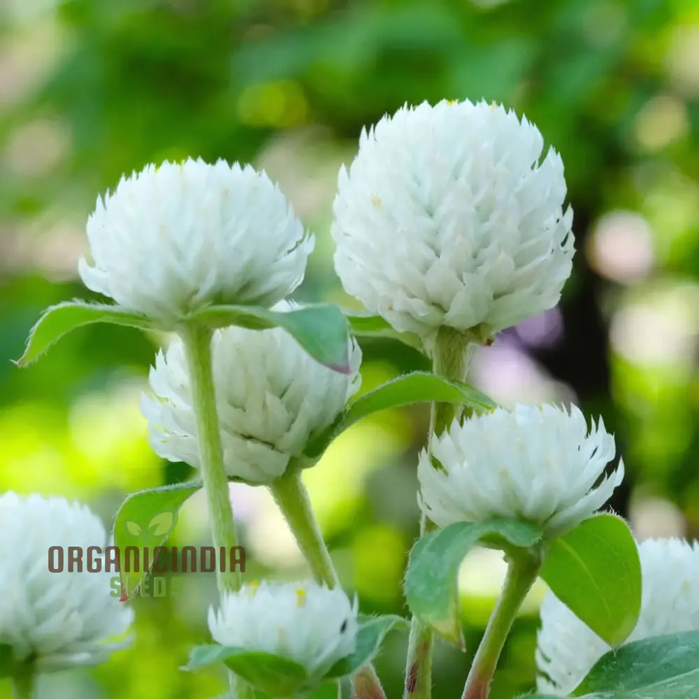Gomphrena White Seeds – Premium Globe Amaranth Variety for Elegant Garden Blooms