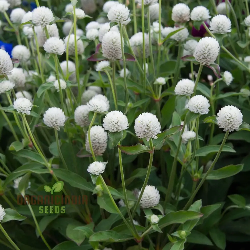 Gomphrena White Seeds – Premium Globe Amaranth Variety for Elegant Garden Blooms - Image 3