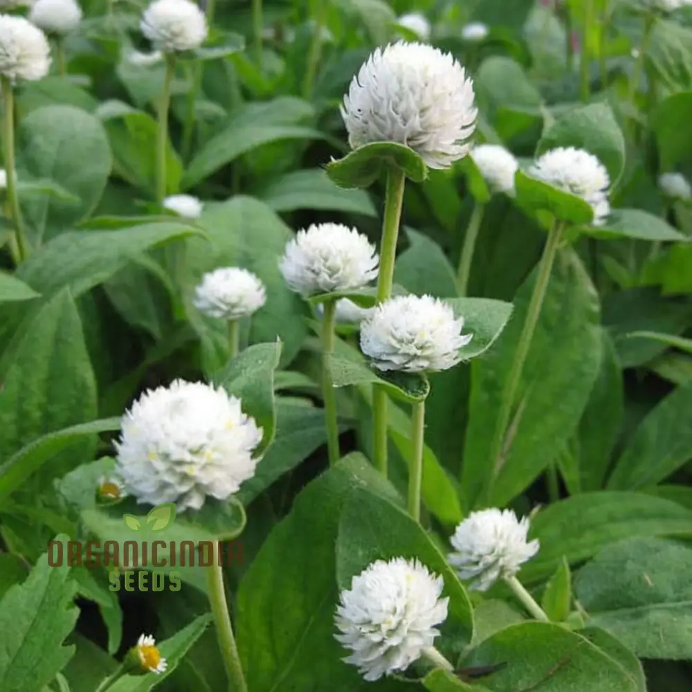 Gomphrena White Seeds – Premium Globe Amaranth Variety for Elegant Garden Blooms - Image 4