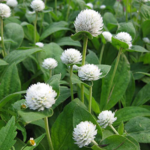 Gomphrena White Seeds – Premium Globe Amaranth Variety for Elegant Garden Blooms - Image 5