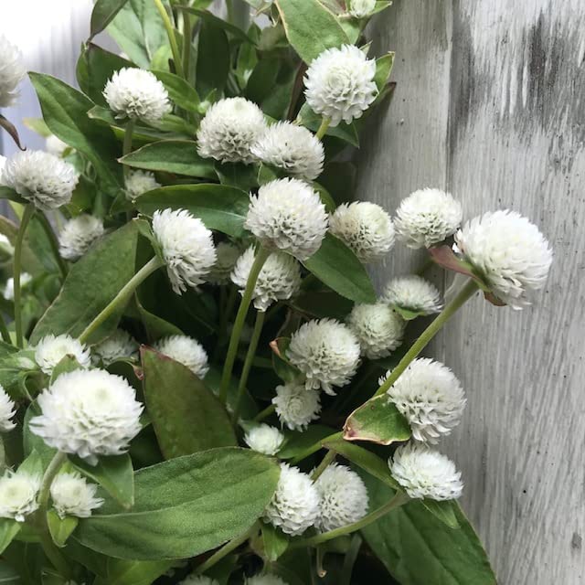 Gomphrena White Seeds – Premium Globe Amaranth Variety for Elegant Garden Blooms - Image 6
