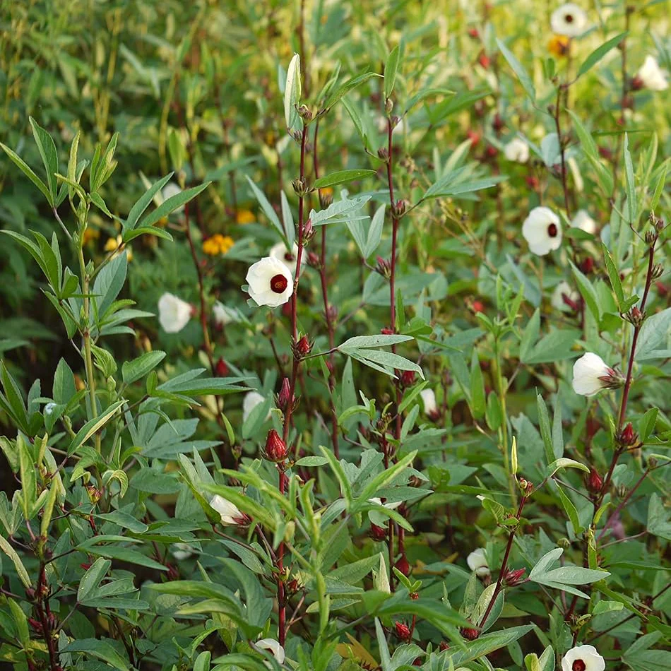 Gongura Leaves (Sorrel leaves) Seeds for Planting - High-Quality Seeds for Your Garden - Image 3