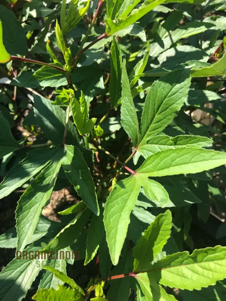 Gongura Leaves (Sorrel leaves) Seeds for Planting - High-Quality Seeds for Your Garden - Image 4
