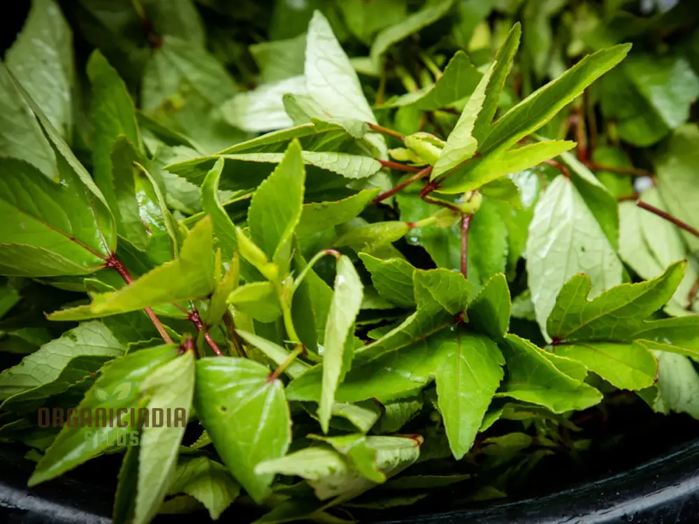 Gongura Leaves (Sorrel leaves) Seeds for Planting - High-Quality Seeds for Your Garden - Image 5