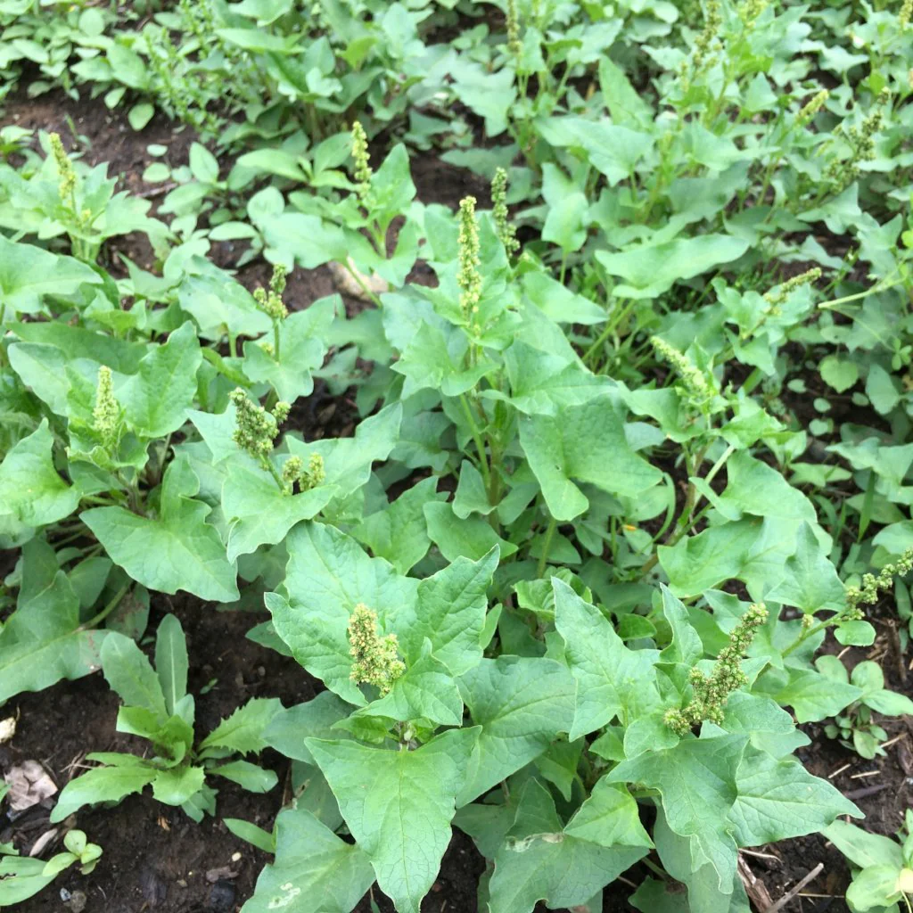 Good King Henry Vegetable Seeds (Blitum bonus-henricus) – Heirloom Perennial Edible Greens - Image 3